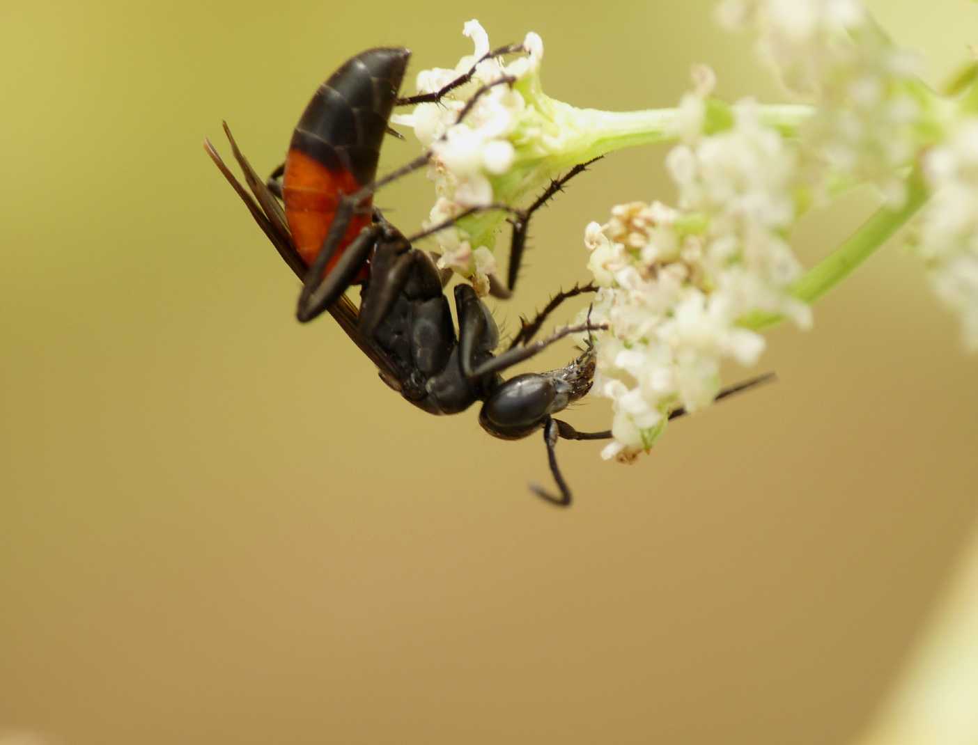 Pompilidae da determinare